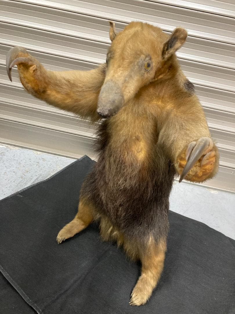 大幅値下げ‼️【超希少】ミナミコアリクイの剥製　美品