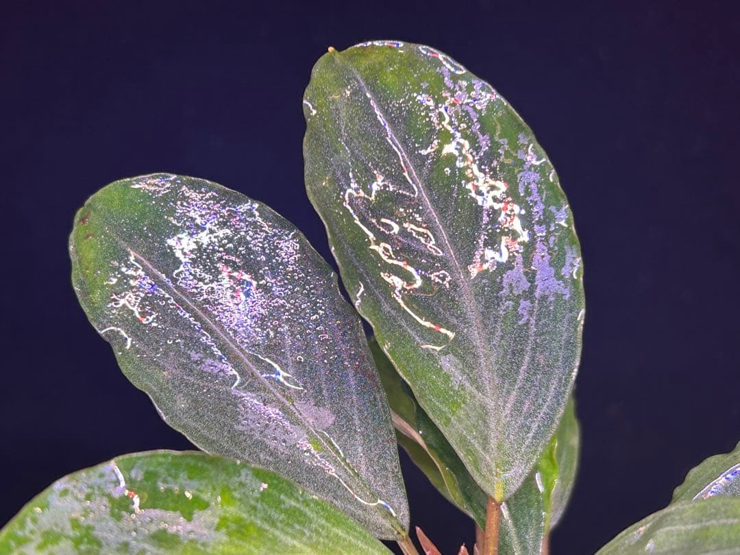 【TB便】Bucephalandra sp.Pearl gray 群生水上育成株