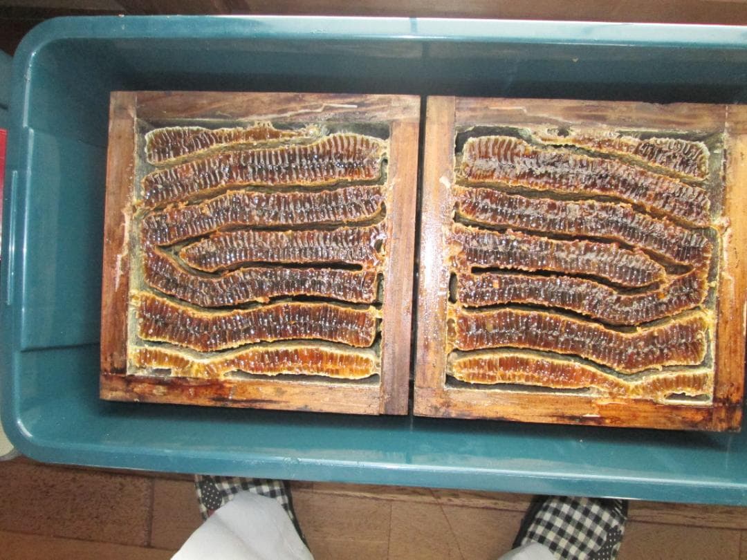 日本蜜蜂（日本ミツバチ）の蜂蜜　1本１，２ｋｇ2本合計２，４ｋｇ