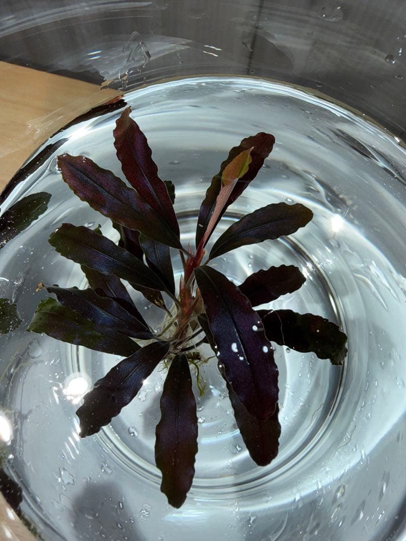 ブセファランドラ sp. ブラウニーゴースト 2011-2012 KN便 特大株