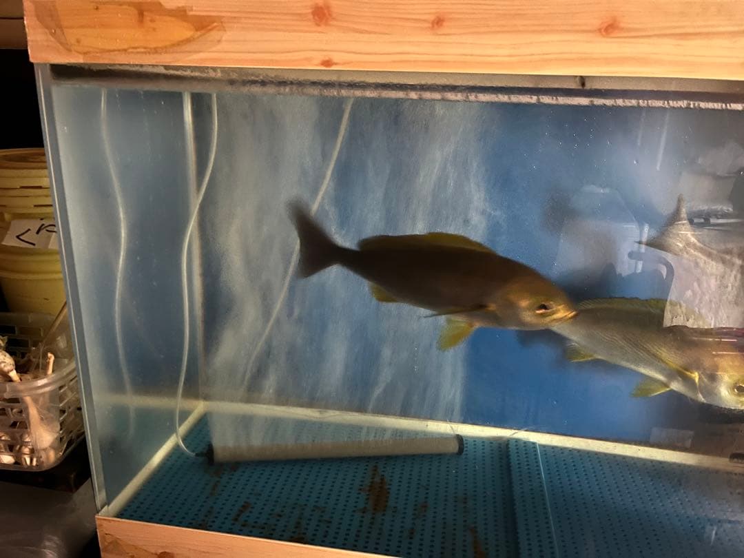 活魚水槽　アクリル水槽