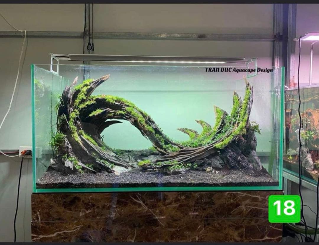 TTD 【⭐︎ 紅の豚様⭐︎】【美品・数量限定】