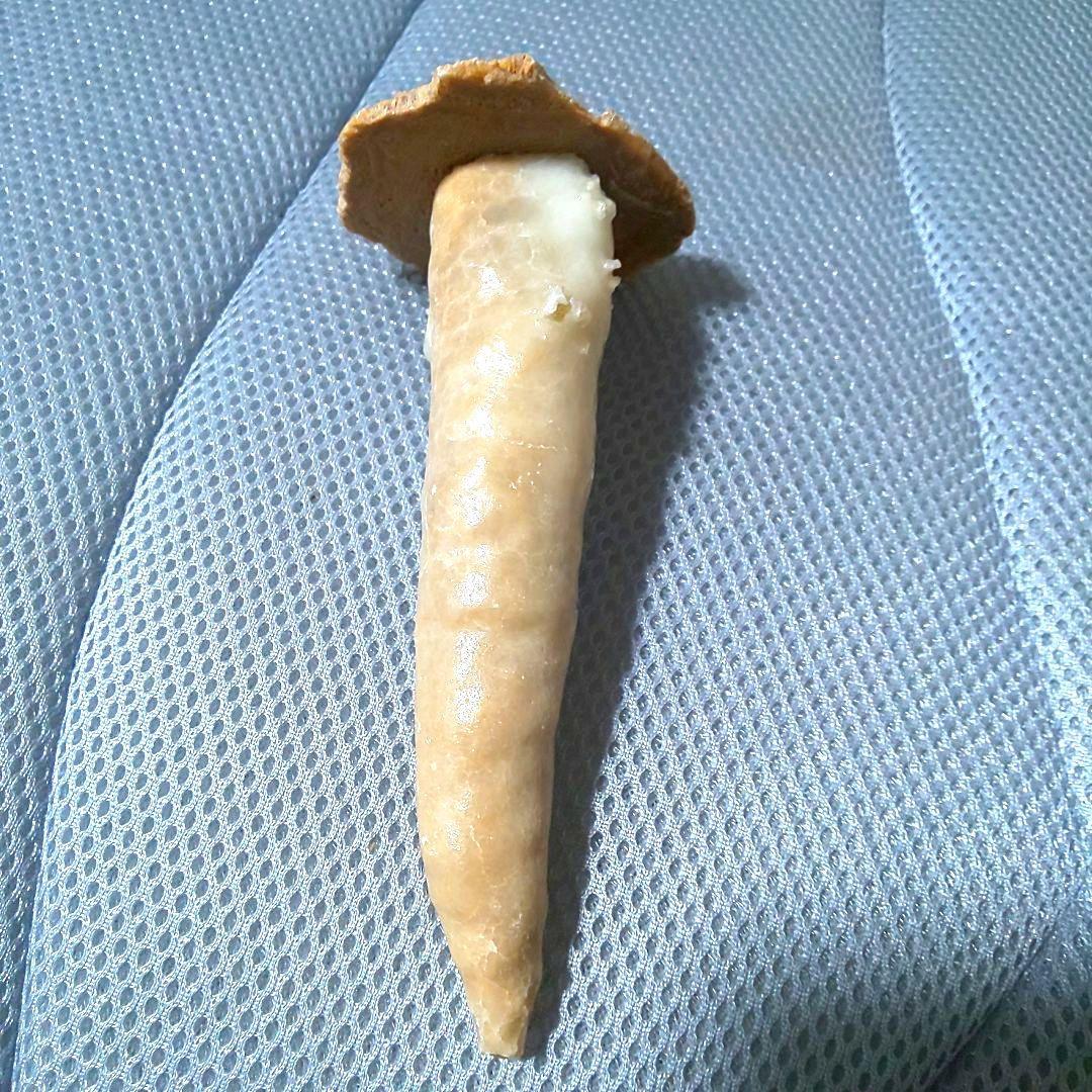 鍾乳石 長さ14.3cm