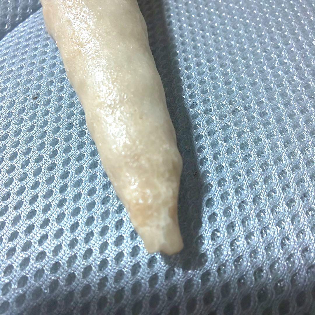 鍾乳石 長さ14.3cm