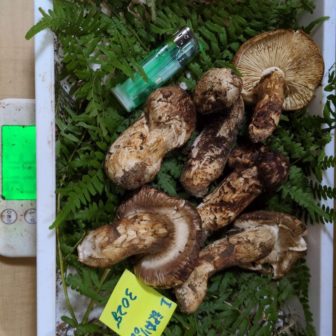 和歌山松茸　新鮮朝市　訳有り品　302㌘