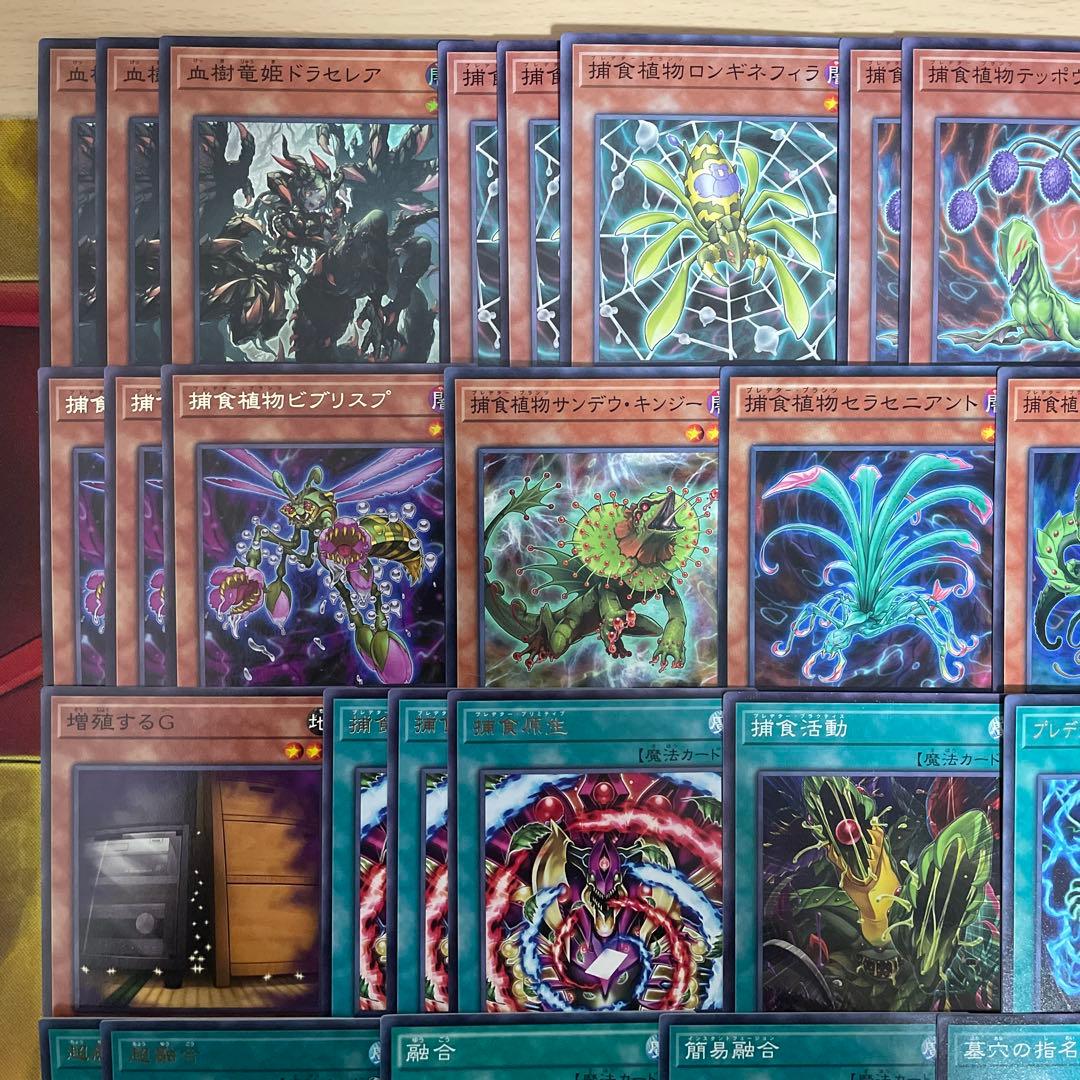 本格構築 捕食植物デッキ プレデタープランツデッキ 血樹竜姫ドラセリア