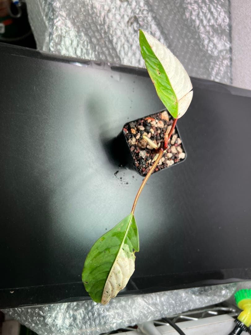 ブセファランドラ（斑入り株）Bucephalandra Pipto