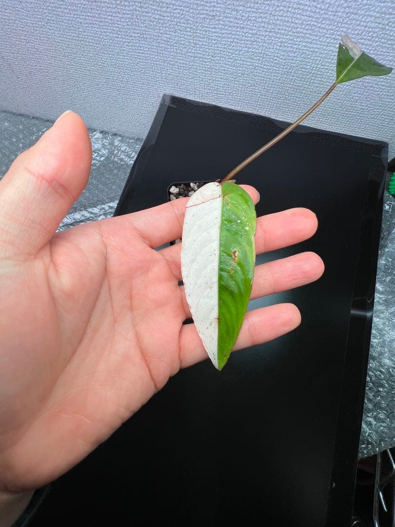 ブセファランドラ（斑入り株）Bucephalandra Pipto