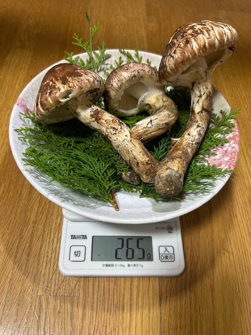 岩手県産松茸 265ｇ 今日の採れたて午後15時に採りました！