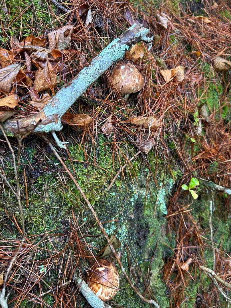 岩手県産松茸 265ｇ 今日の採れたて午後15時に採りました！