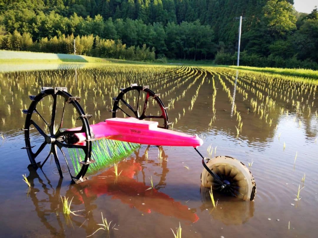 ★自然栽培米　玄米20kg(5kg×4)　令和7年度　熊本県産　森のくまさん★