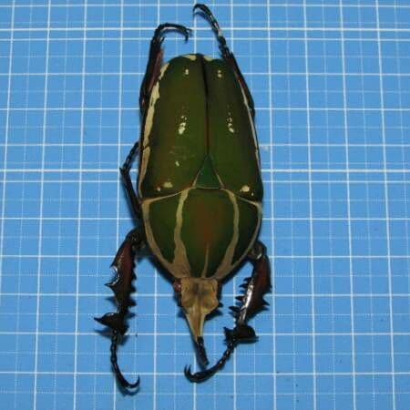 コンゴ産 赤道州 トルクアタ 79mm