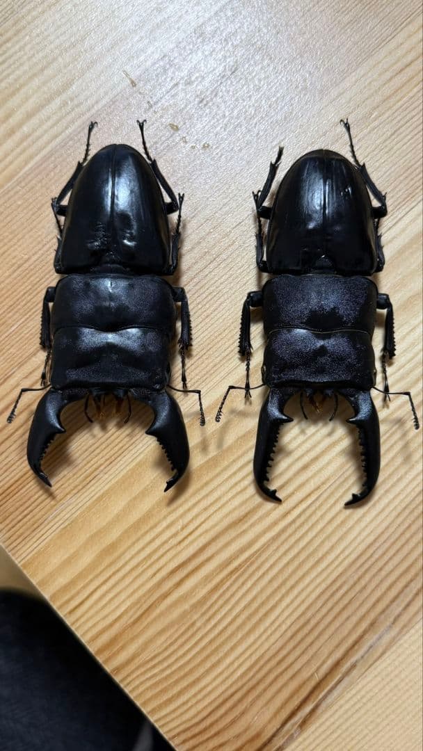 スマトラオオヒラタ　パラワンオオヒラタ　Ｂ品