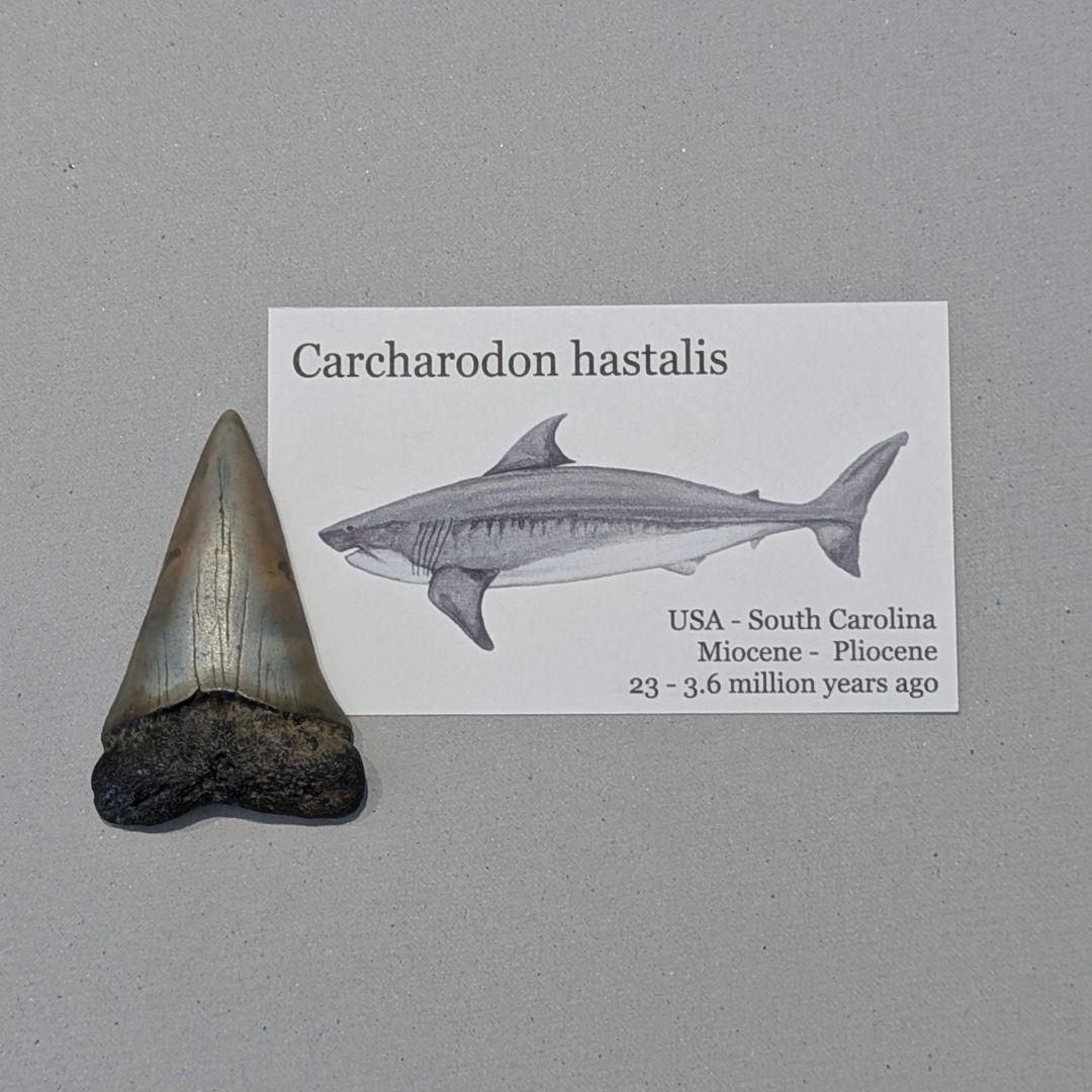 ホホジロザメ　ハスタリスの歯の化石