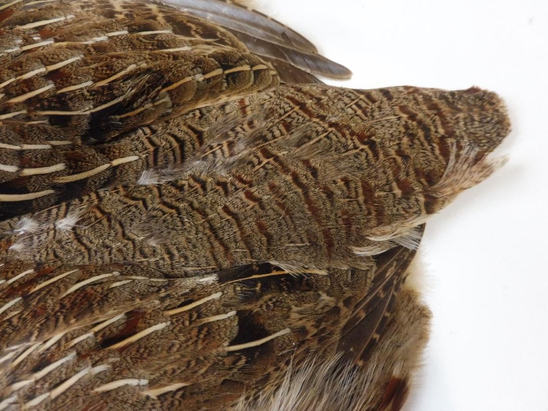 パートリッヂのケープ