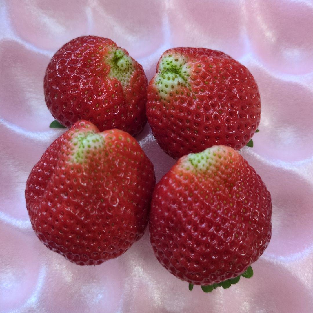 4箱　とちあいか　規格外1.4kgx4箱