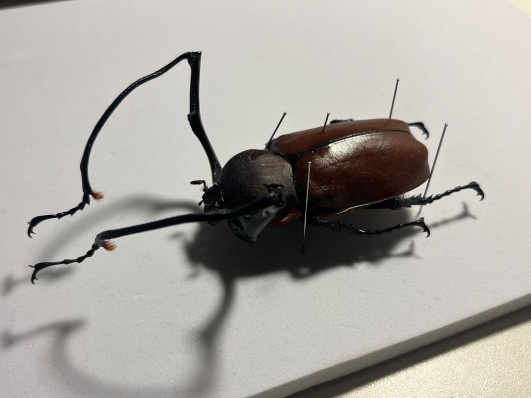 【71mm】セラムドウナガテナガコガネ テナガカミキリ昆虫標本