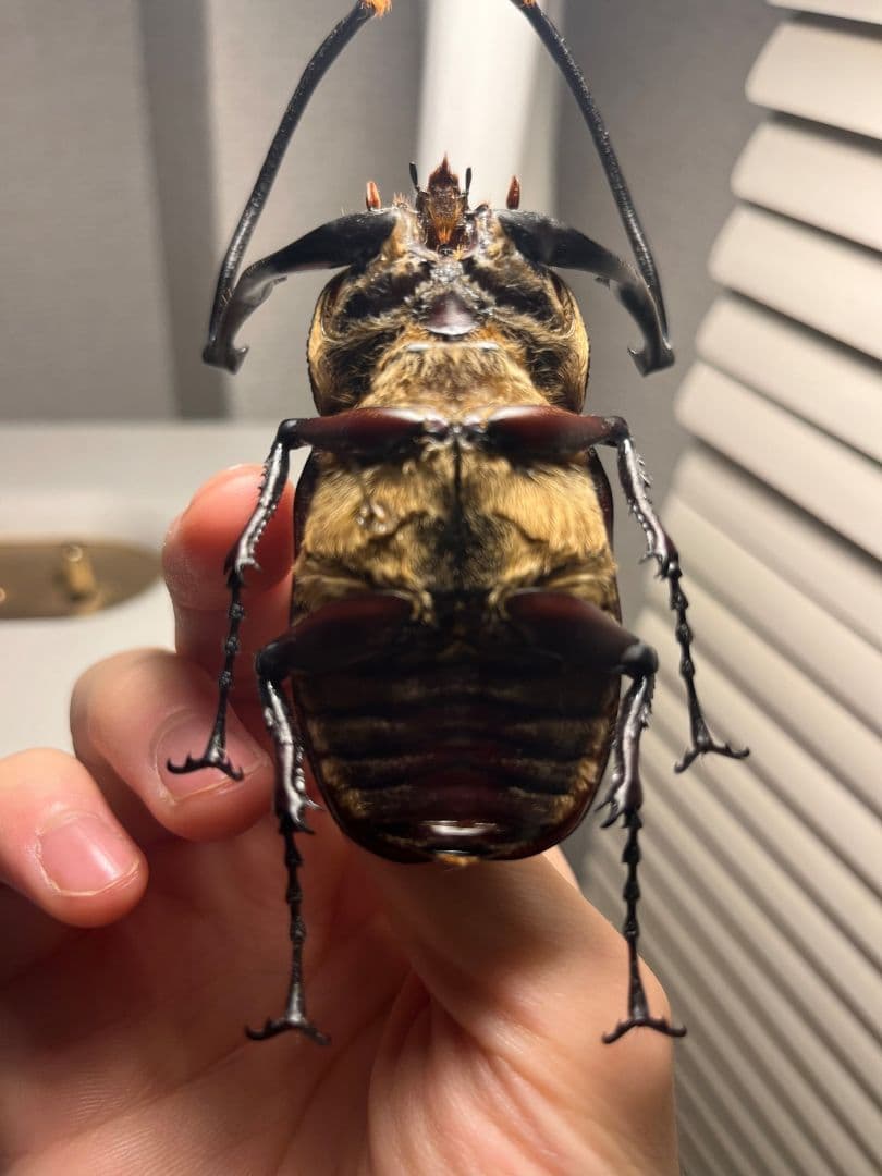 【71mm】セラムドウナガテナガコガネ テナガカミキリ昆虫標本