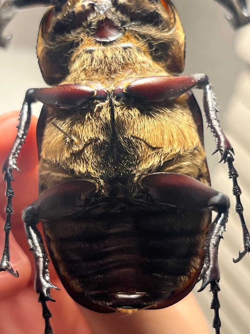 【71mm】セラムドウナガテナガコガネ テナガカミキリ昆虫標本