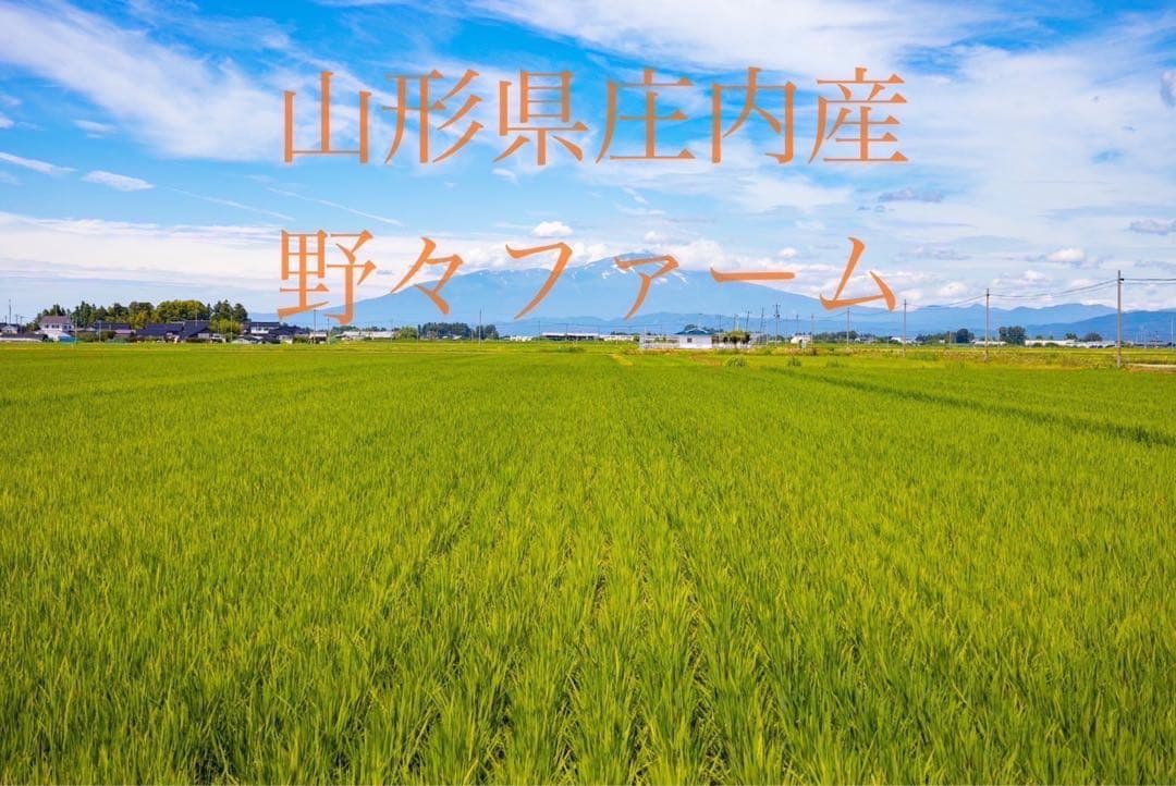つや姫　山形　20kg 令和7年　特別栽培米