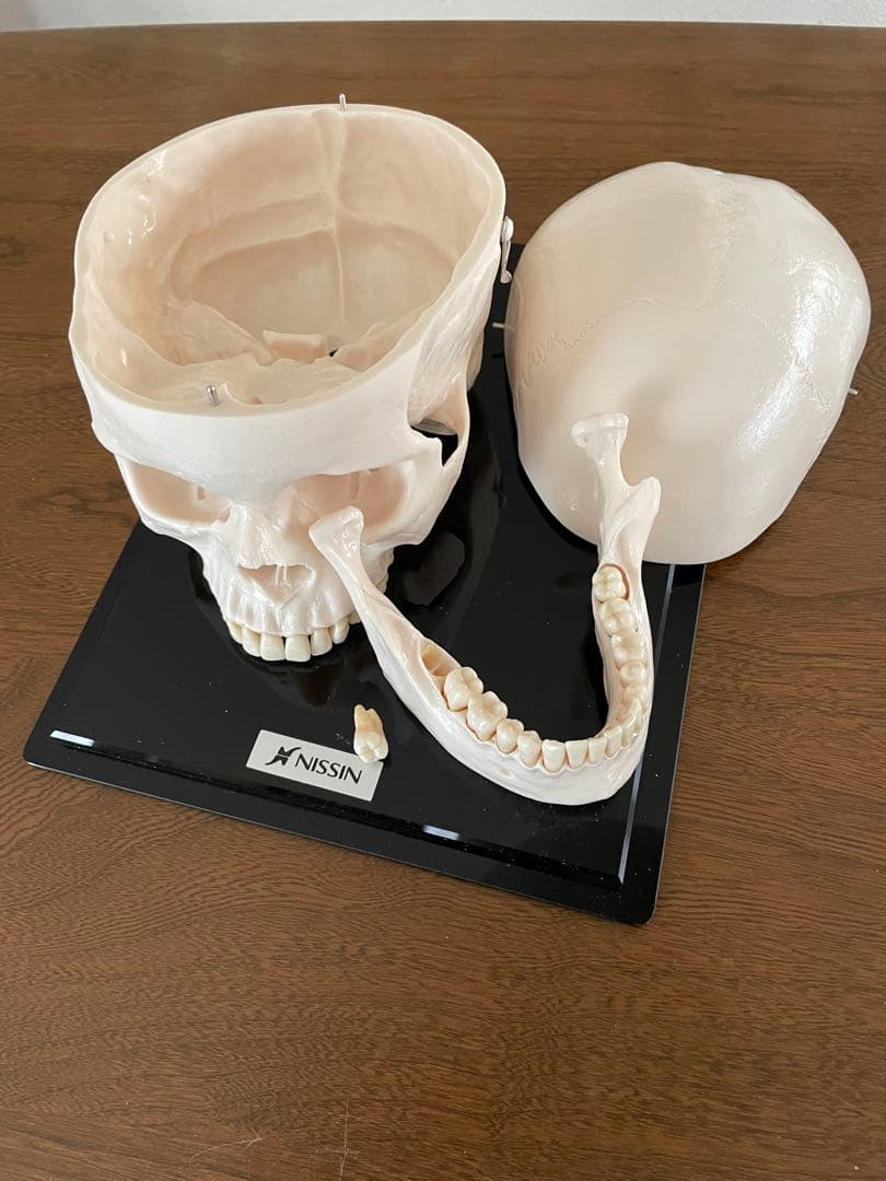 NISSIN 歯牙取外し可能 頭蓋骨模型