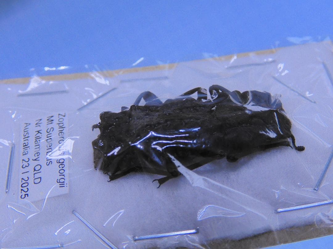 オーストラリア産　珍品　アトコブゴミムシダマシ