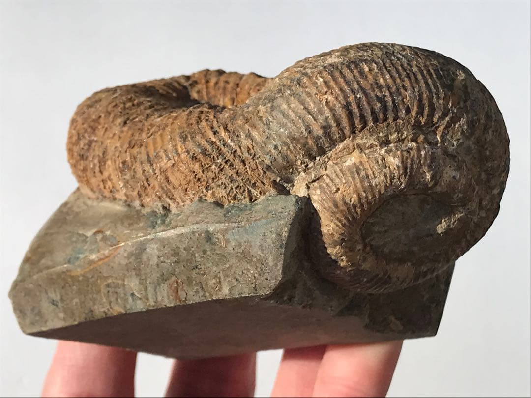 【限定価格】マダガスカル産　異常巻きアンモナイト化石（ノストセラス）　母岩付き