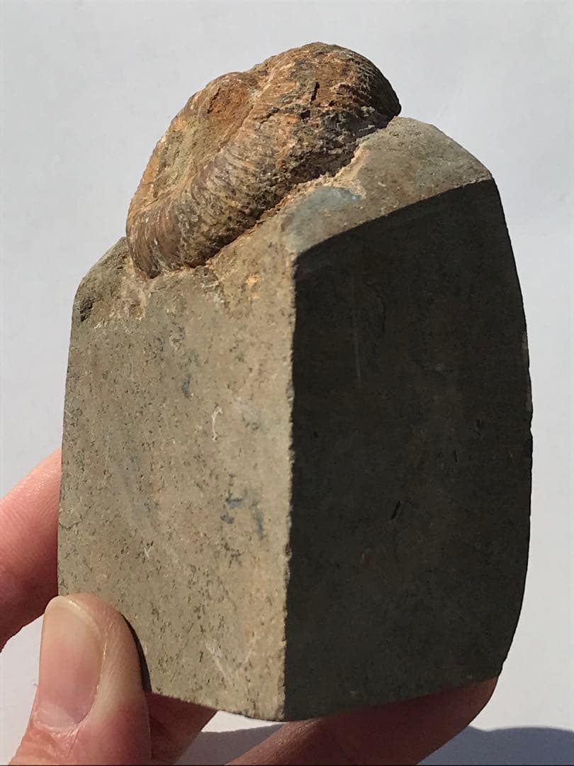 【限定価格】マダガスカル産　異常巻きアンモナイト化石（ノストセラス）　母岩付き