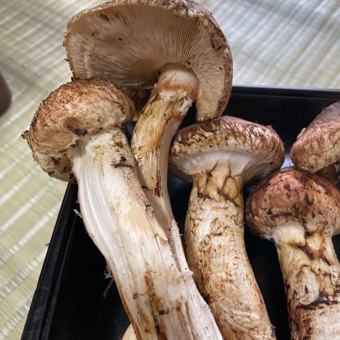 岩手県産　松茸