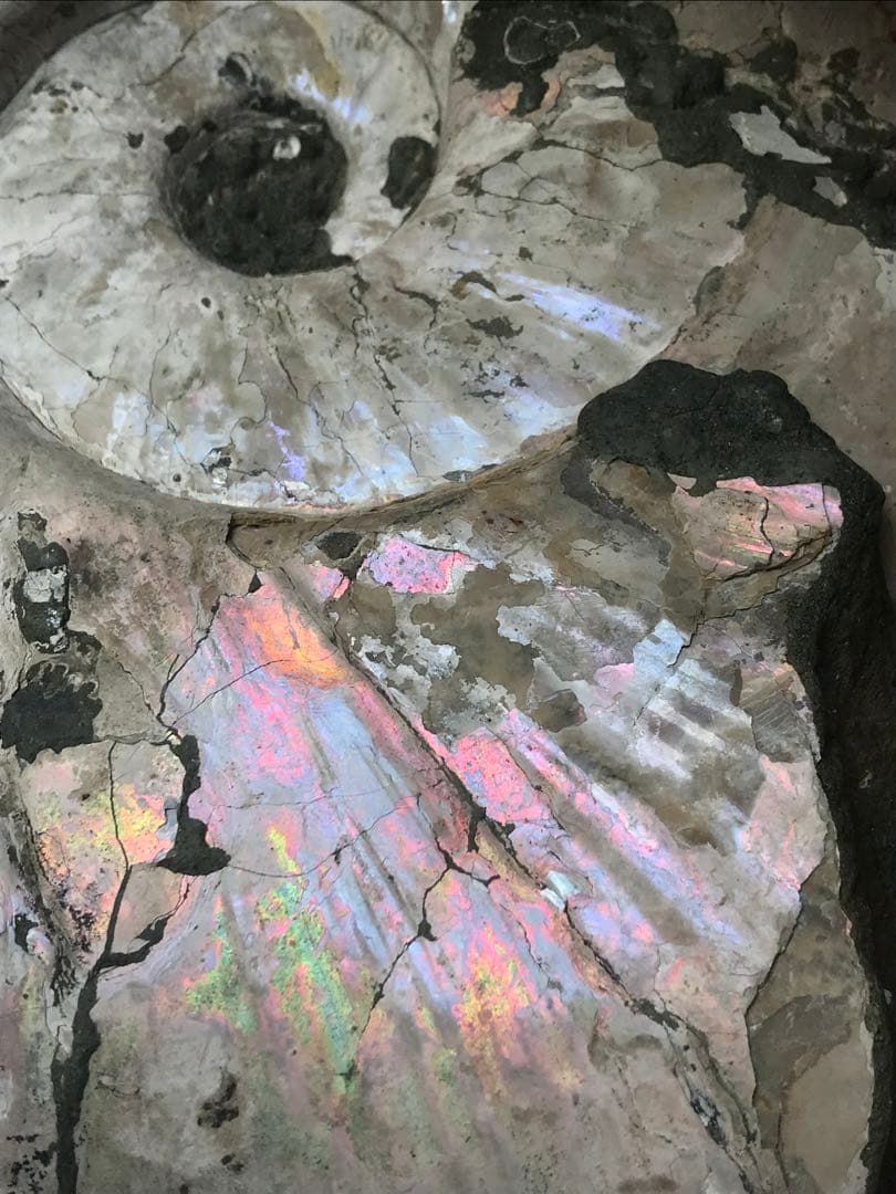 〈新入荷〉マダガスカル産　アンモナイト化石青（ビューダンティセラス）超特大サイズ