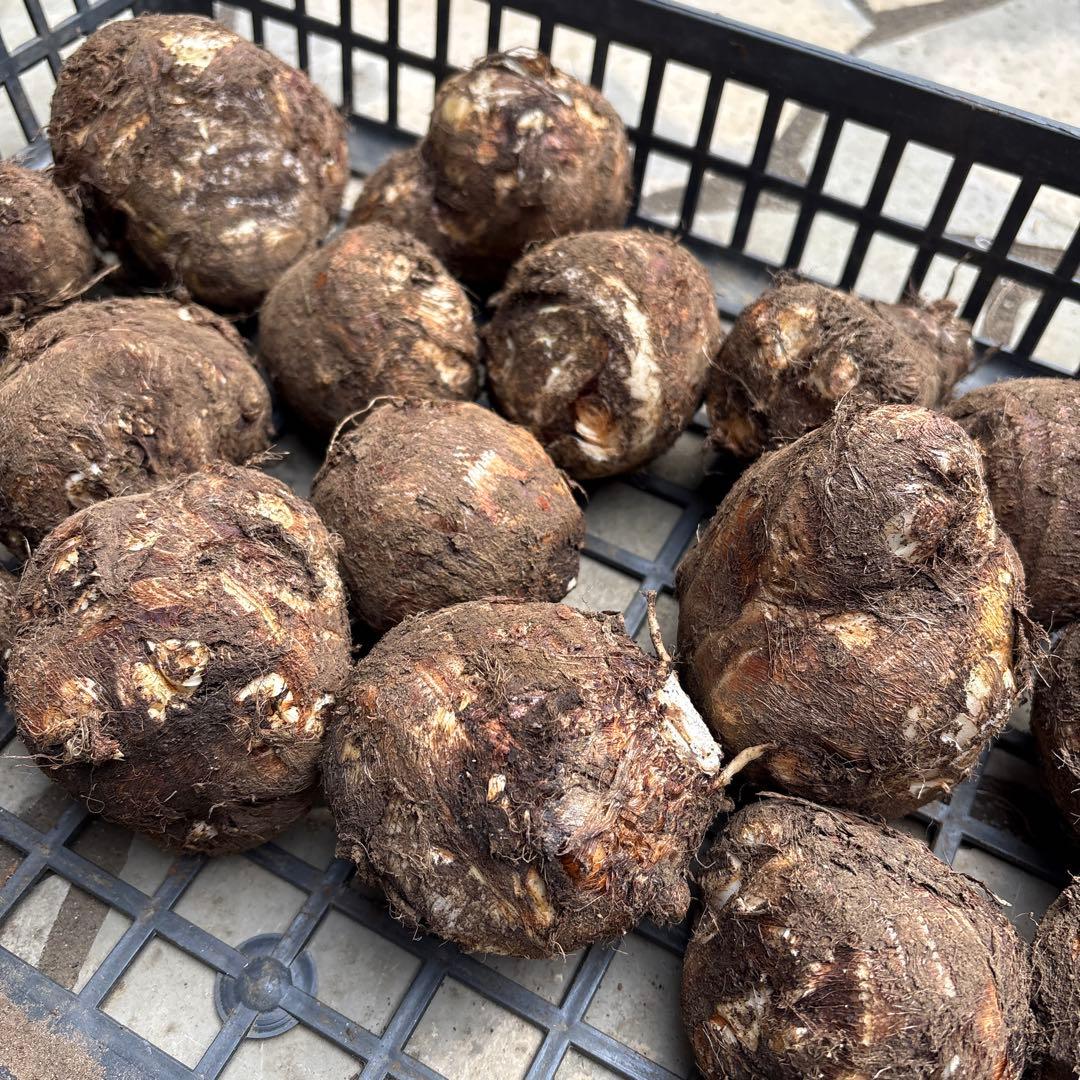 里芋　八頭 ぽん太10キロ 富士山麓産