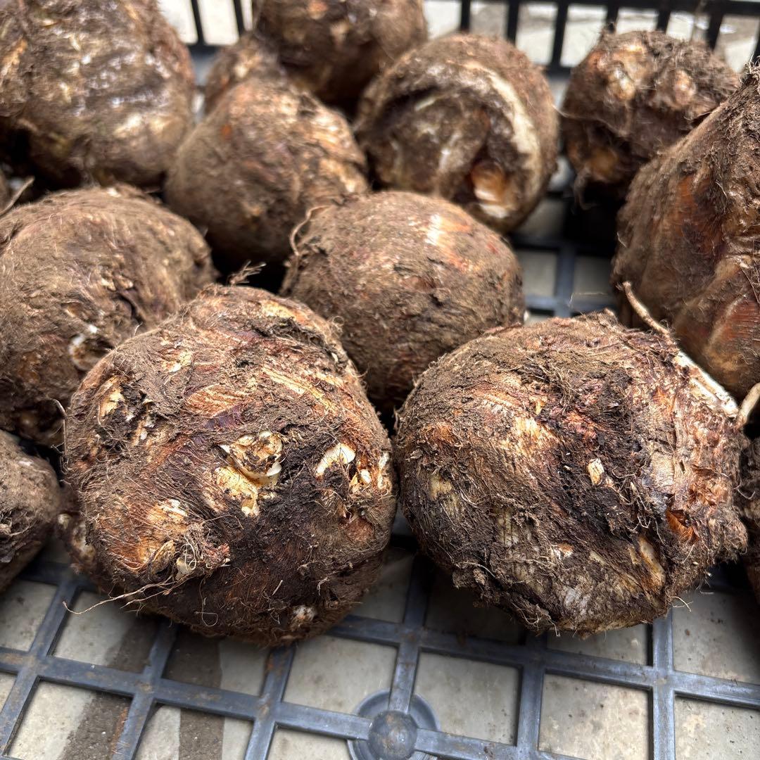 里芋　八頭 ぽん太10キロ 富士山麓産