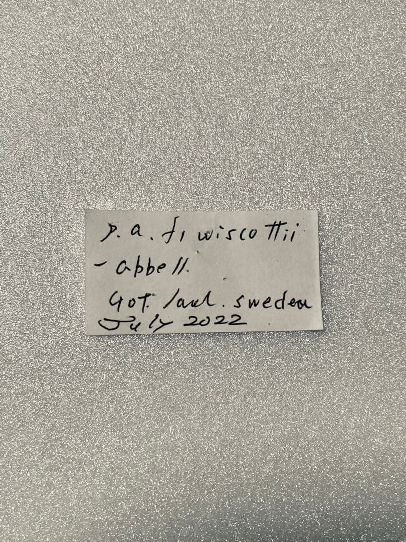 【異常型の珍品】パルナシウス・アポロ・ウィスコッティ（1オス、スウェーデン産）