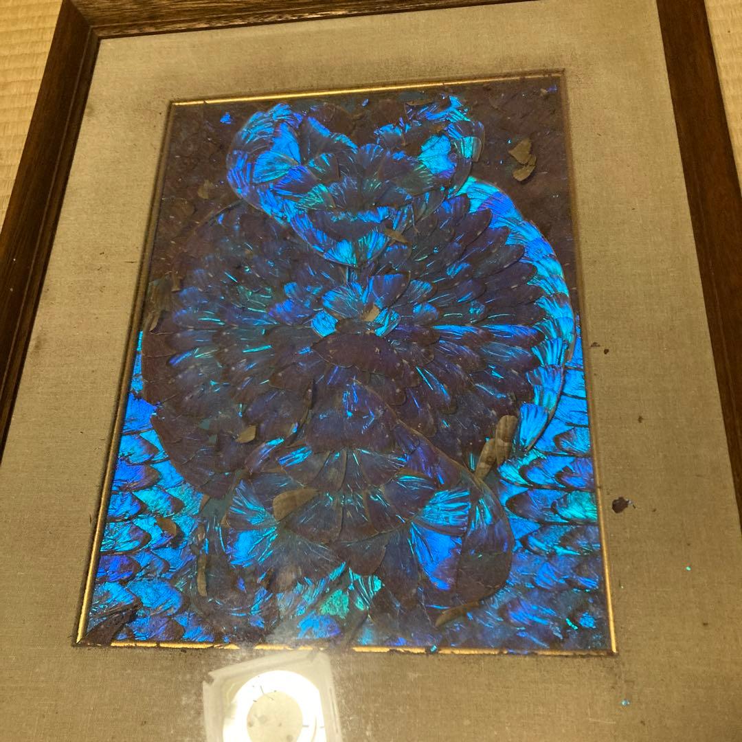 南米モルフォ蝶　羽根　標本　絵画