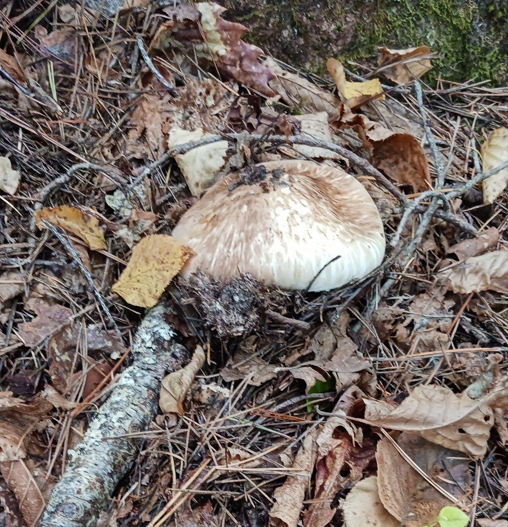 山梨産　　松茸　 320㌘　良開き2本　蕾1本