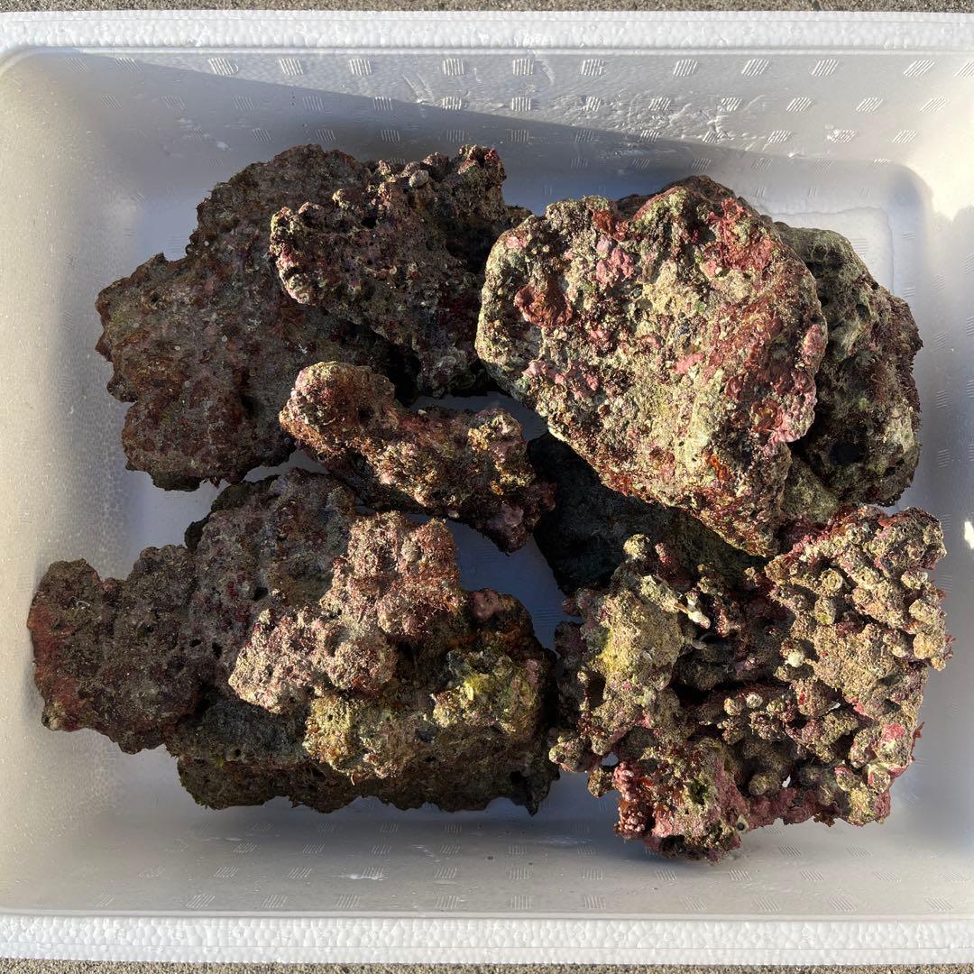 天然ライブロック　ドイツパン