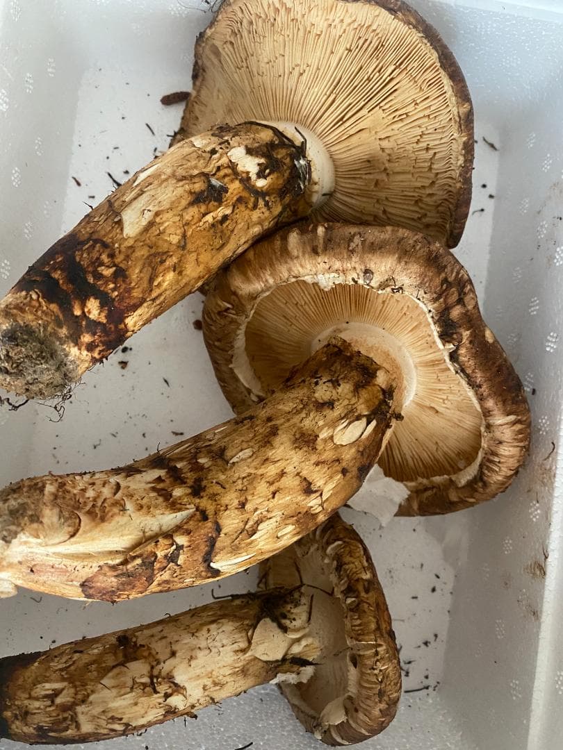 フレッシュ松茸・１ｋｇ