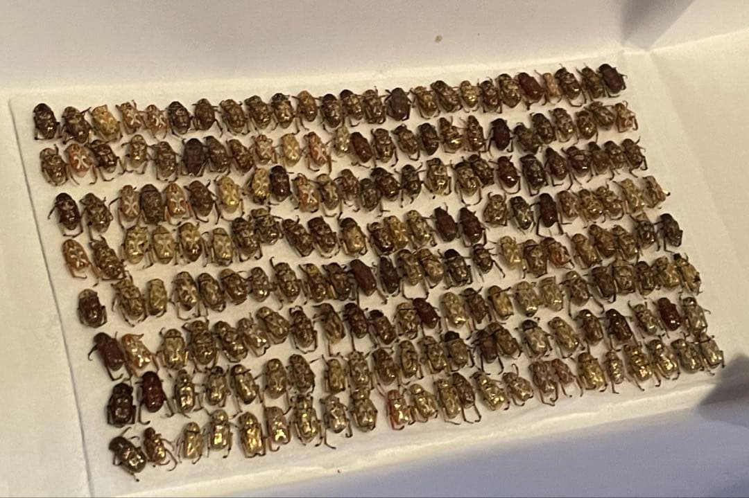 アシナガコガネ　標本　大量