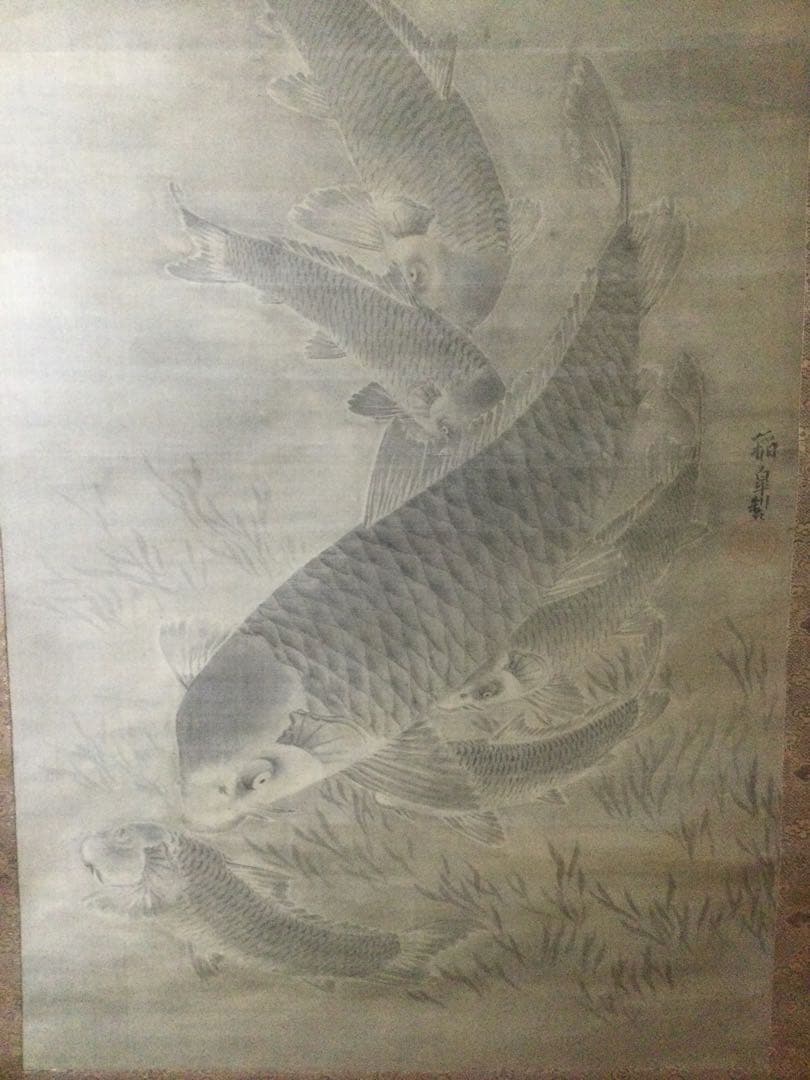 鯉の日本画　掛け軸　黒田稲皐　　『鯉の図』