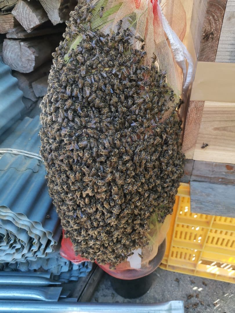 日本蜜蜂　結晶化はちみつ　非加熱　京都　京北産　　600g×3