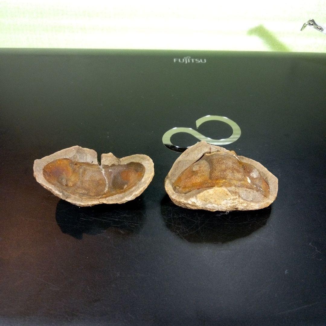 三葉虫　化石　fossil　ボリビア産　trilobite　ノジュール管理③