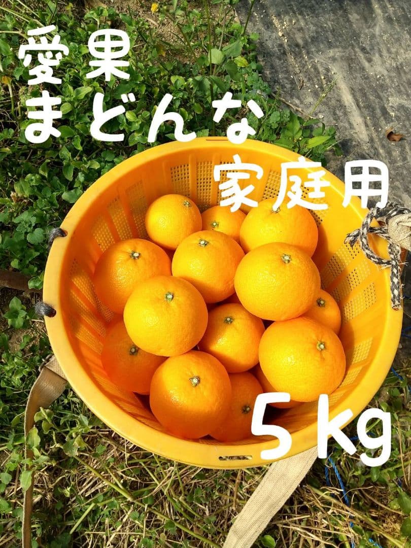 【ニコニコ】487愛果 まどんな 家庭用 ５kg × 二箱