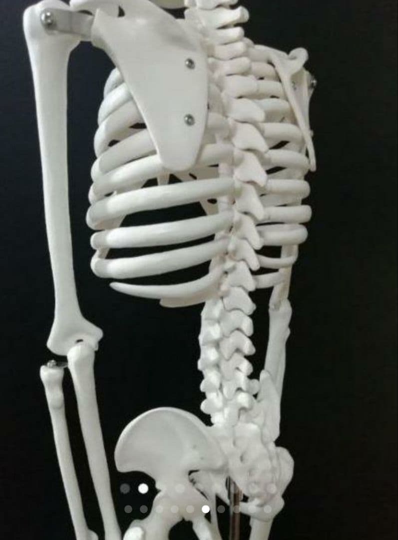 人体骨格模型　85cm　1/2サイズ