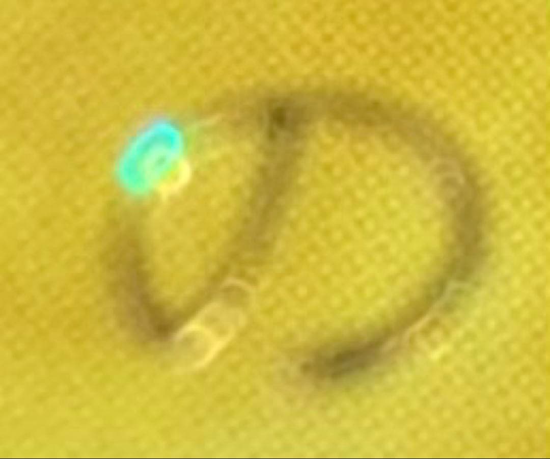 ⭐︎希少エラー：ダイヤモンドカット⭐︎遊戯王 青眼の白龍 初期ブル コレクション出品