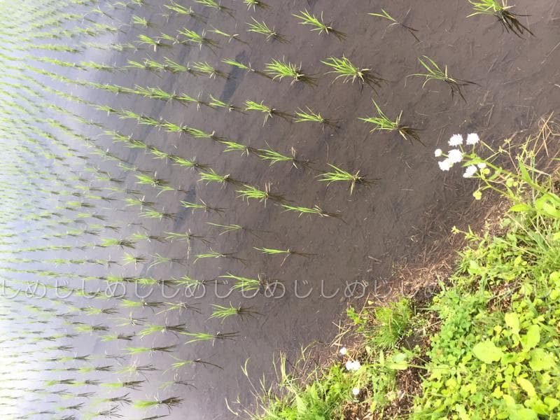 魚沼産コシヒカリ　令和7年産　白米　10キロ　米農家直送③