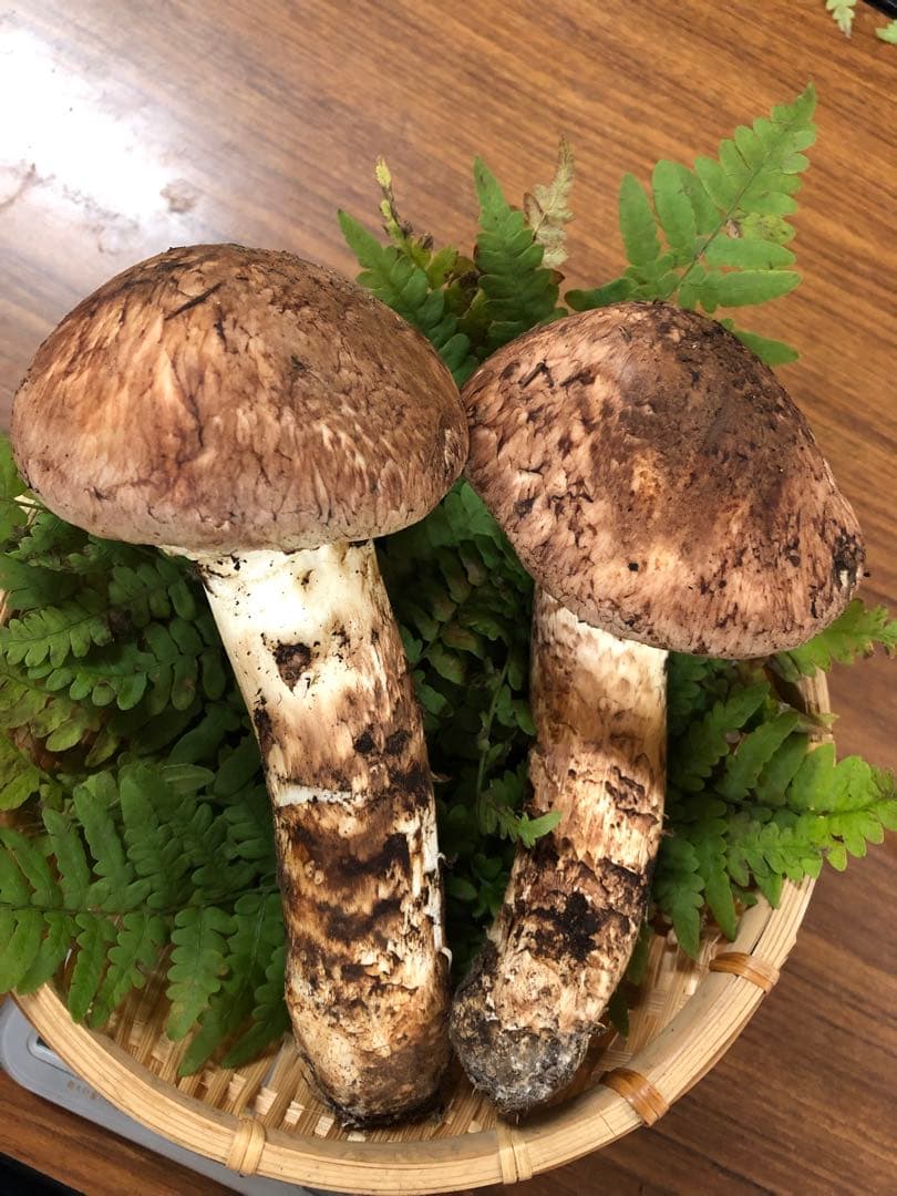 岩手県産　極上天然松茸（273.5g）①
