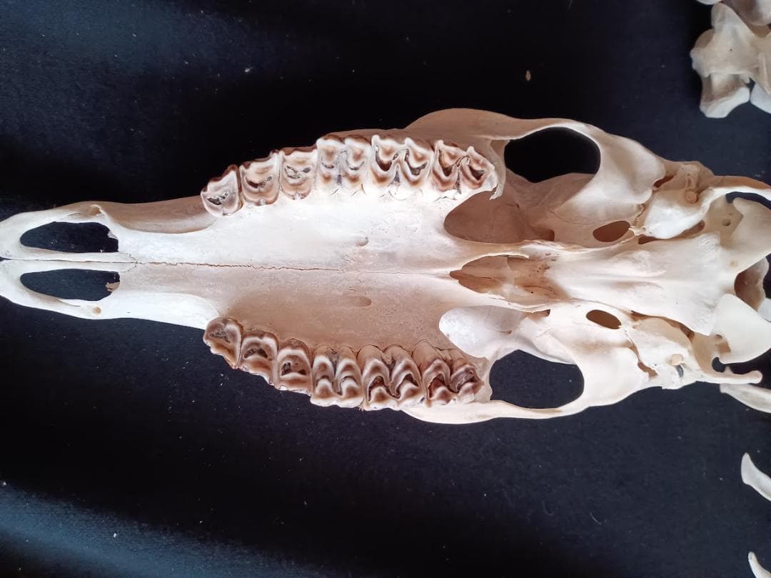 お買い得　DIY組み立て用　種名ニホンジカ　♀　３６Kg　頭骨～尾椎