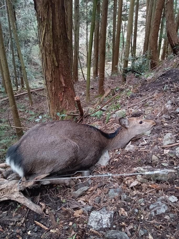 お買い得　DIY組み立て用　種名ニホンジカ　♀　３６Kg　頭骨～尾椎