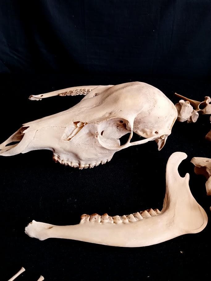 お買い得　DIY組み立て用　種名ニホンジカ　♀　３６Kg　頭骨～尾椎