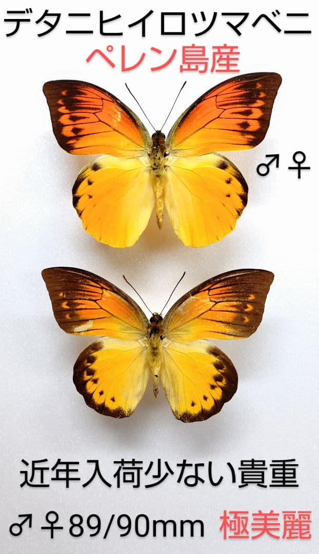 デタニヒイロツマベニチョウ♂♀標本★ ペレン島産★美麗貴重ペア標本少数
